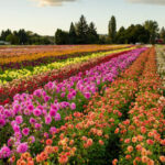 Local Event- WoodenShoe Tulip Festival, March 21- April 27, 2025