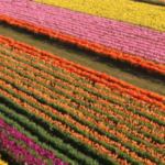 Local Event- Wooden Shoe Tulip Festival