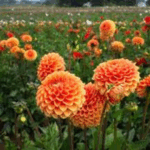 Dahlia Festival