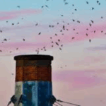 Local Events- Chapman Swift Watch