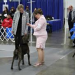 Local Events- Rose City Dog Show